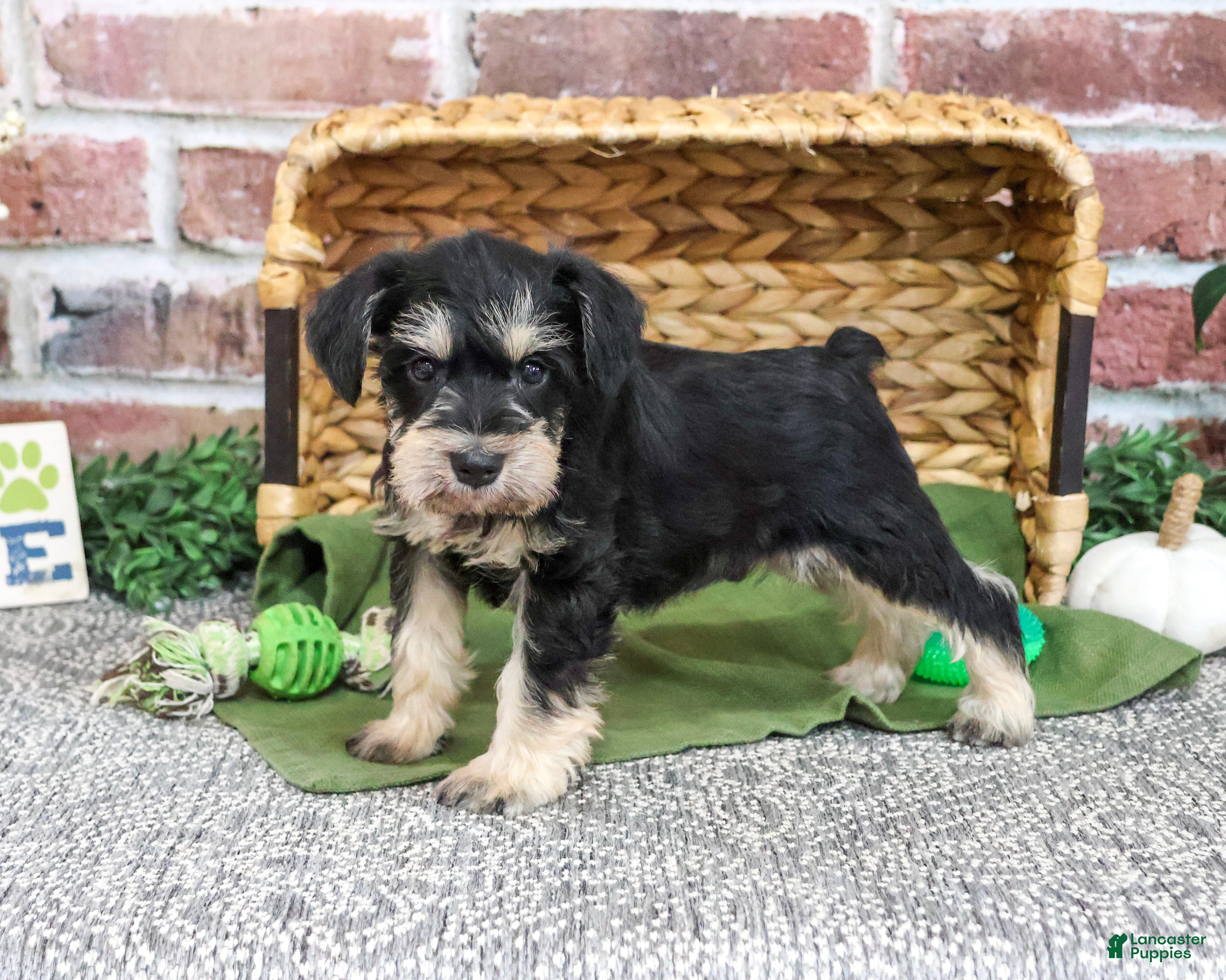 Miniature Schnauzer dogs for sale: Elijah - Ad 1
