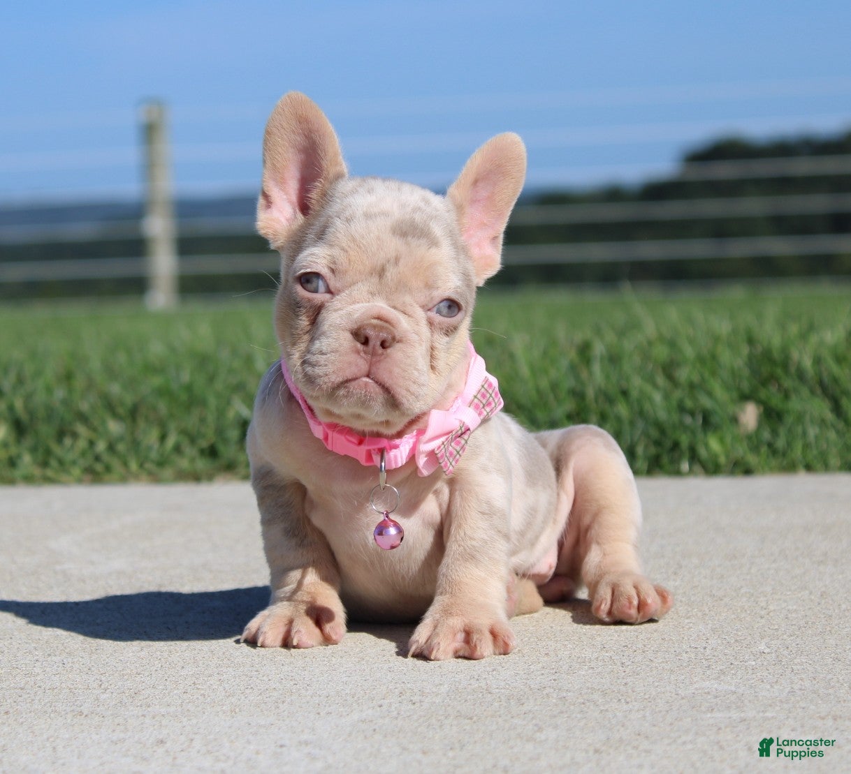 French Bulldog dogs Twinkle - Ad 1