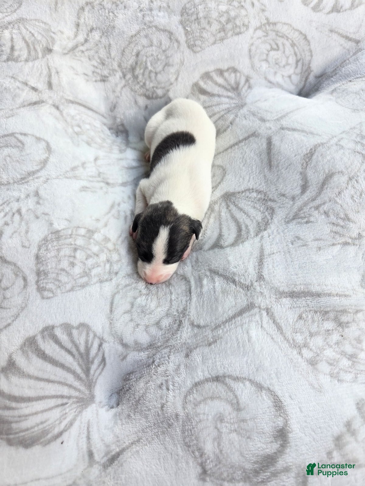 Whippet dogs Boy 7 - Ad 2