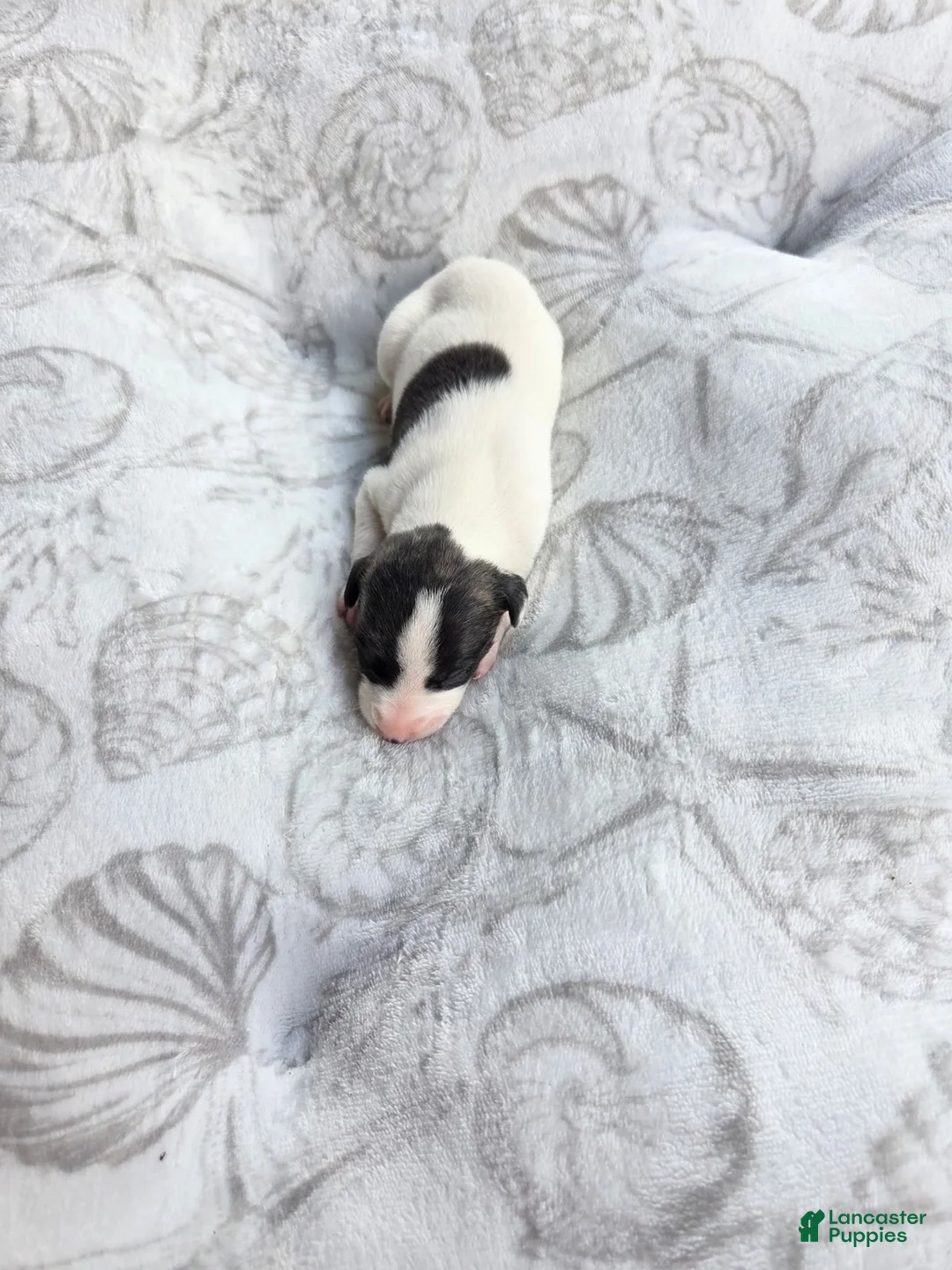 Whippet dogs for sale: Boy 7 - Ad 2