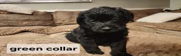 Labradoodle dogs for sale: Labradoodle green collar - Ad 8