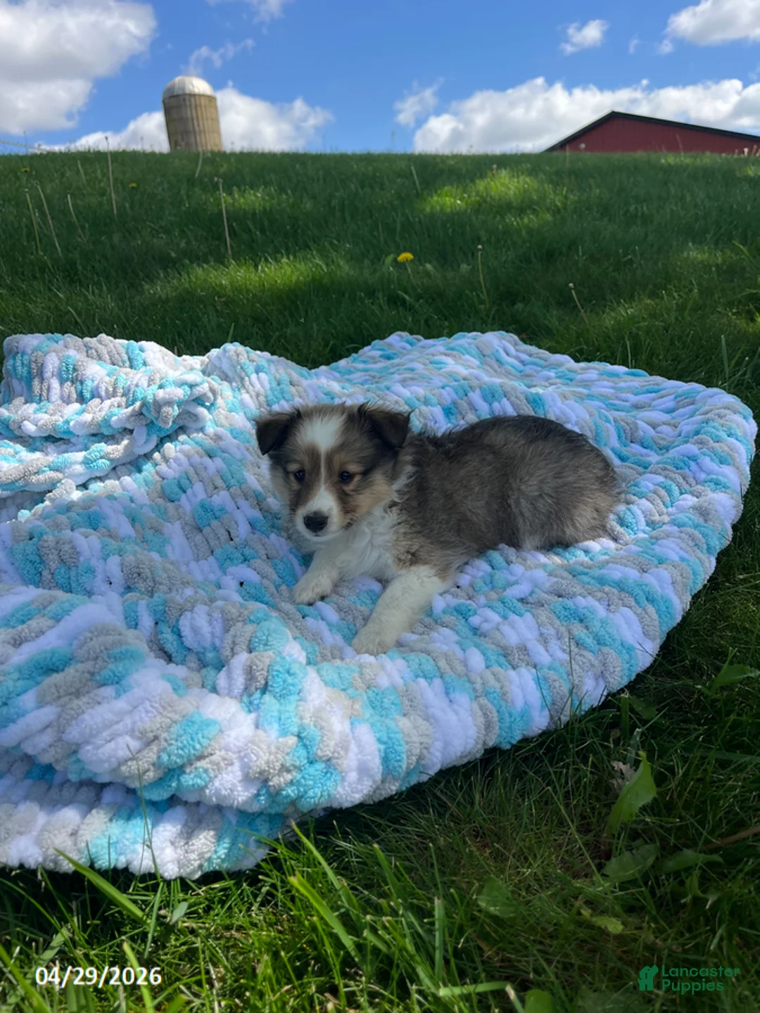 Shetland Sheepdog dogs for sale: Betty - Ad 2