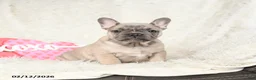 French Bulldog dogs for sale: Happy - Ad 1
