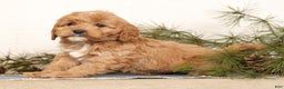 Cavapoo dogs for sale: Mason - Ad 5