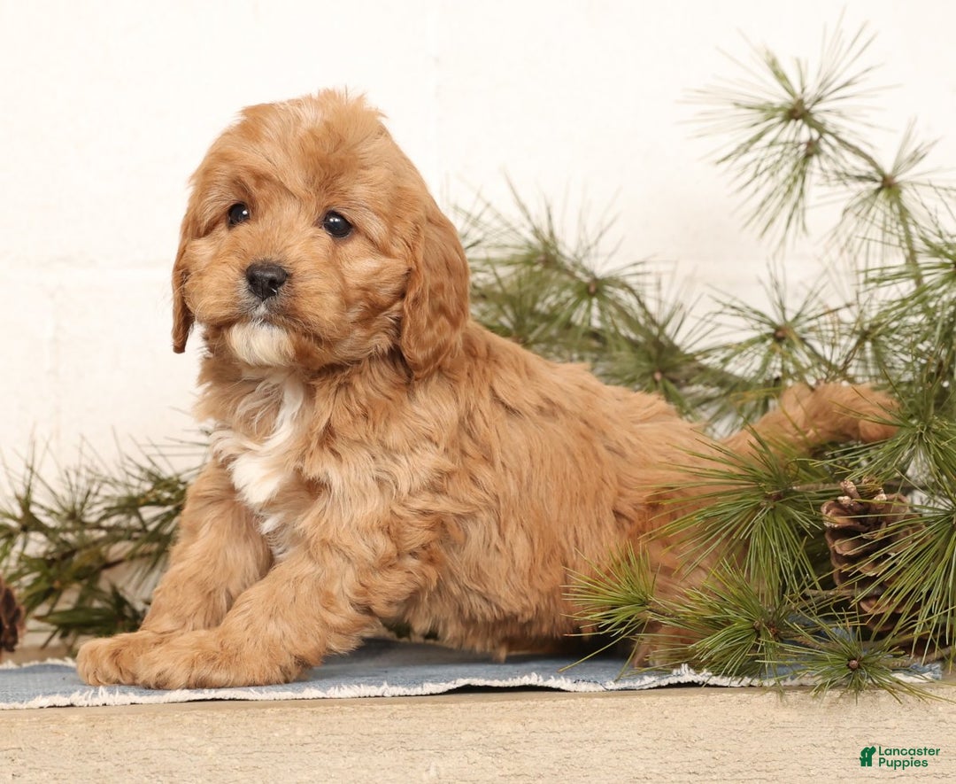 Cavapoo dogs for sale: Mason - Ad 5