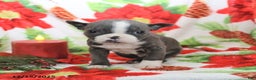 Boston Terrier dogs for sale: Harley - Ad 5