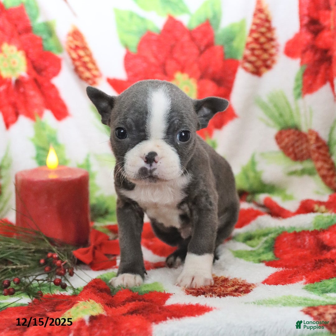 Boston Terrier dogs for sale: Harley - Ad 5
