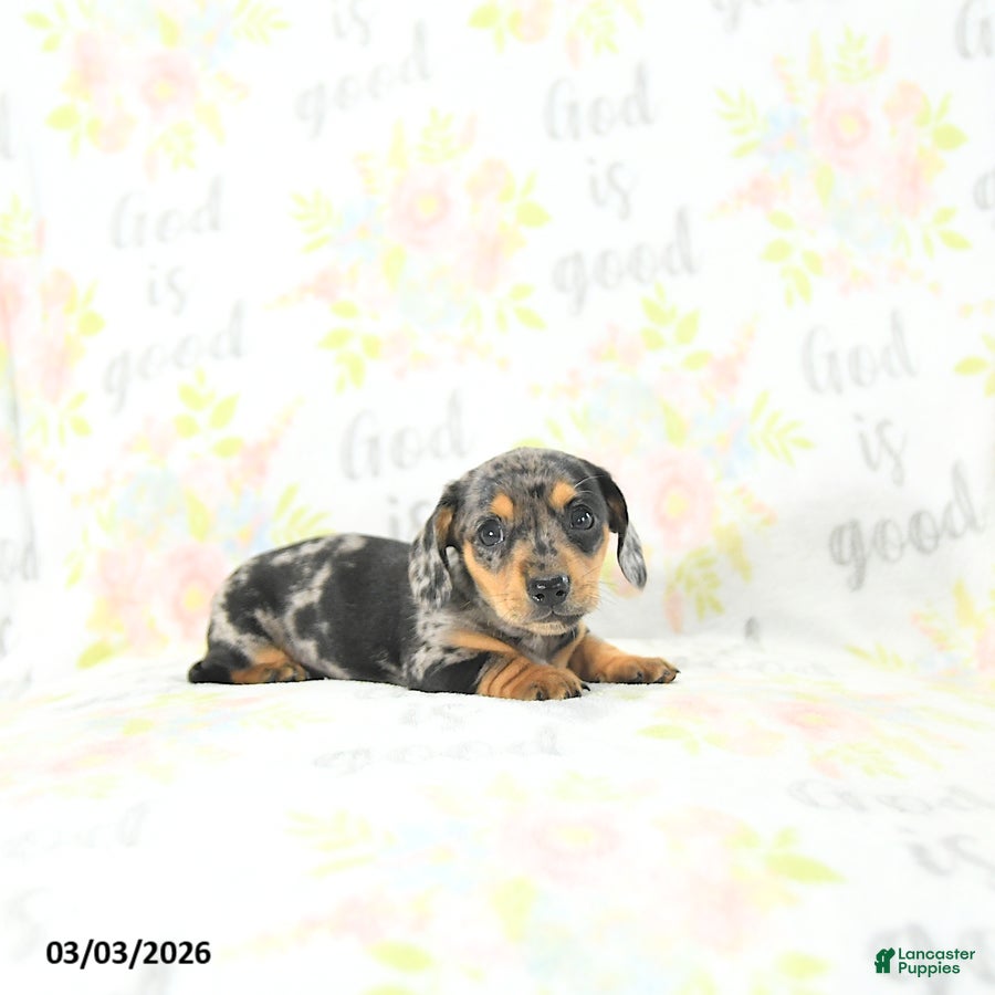Miniature Dachshund dogs Izaak - Ad 2