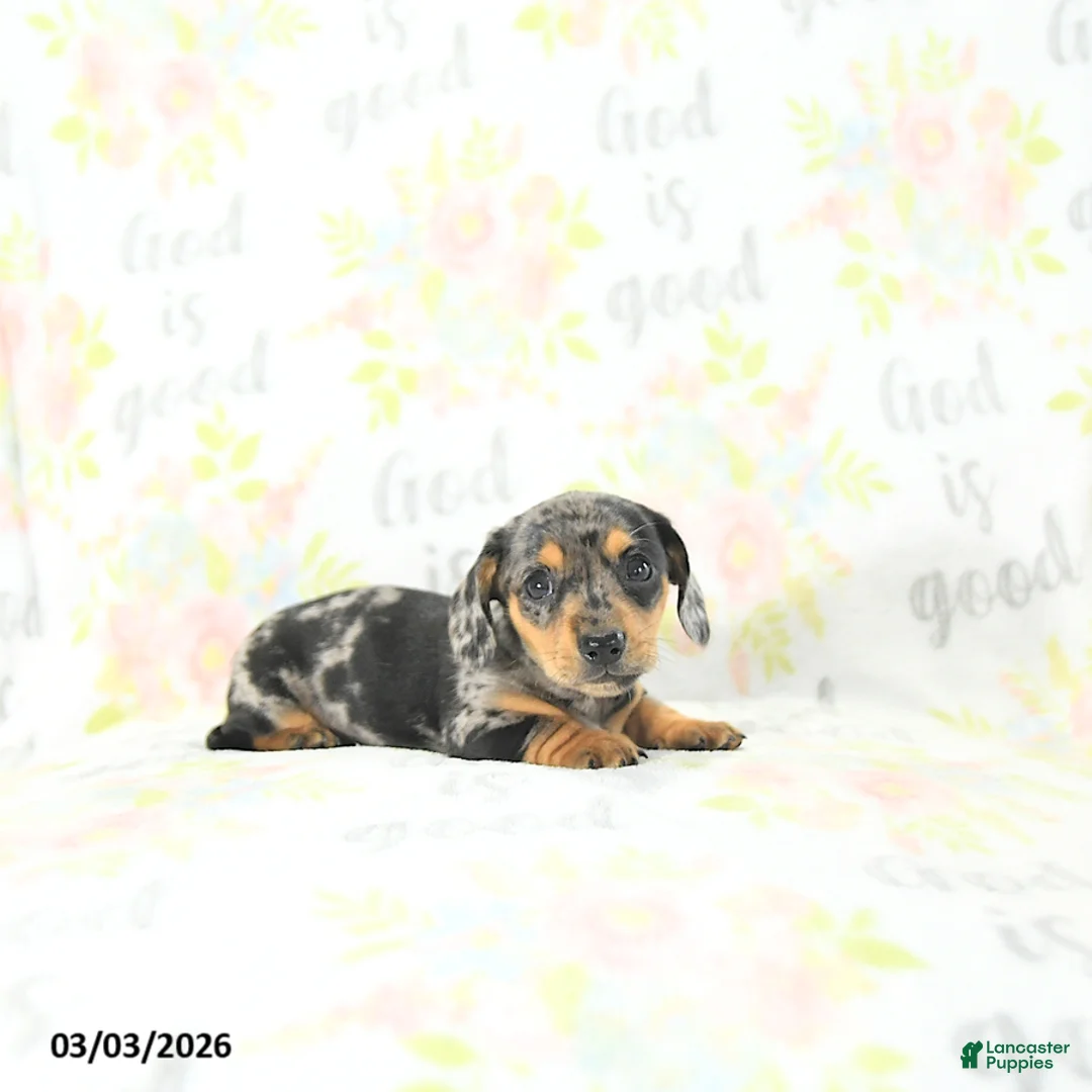 Miniature Dachshund dogs for sale: Izaak - Ad 2