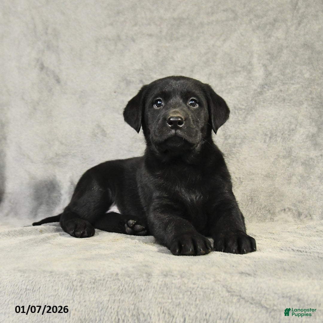 Labrador Retriever dogs for sale: Baxter - Ad 2