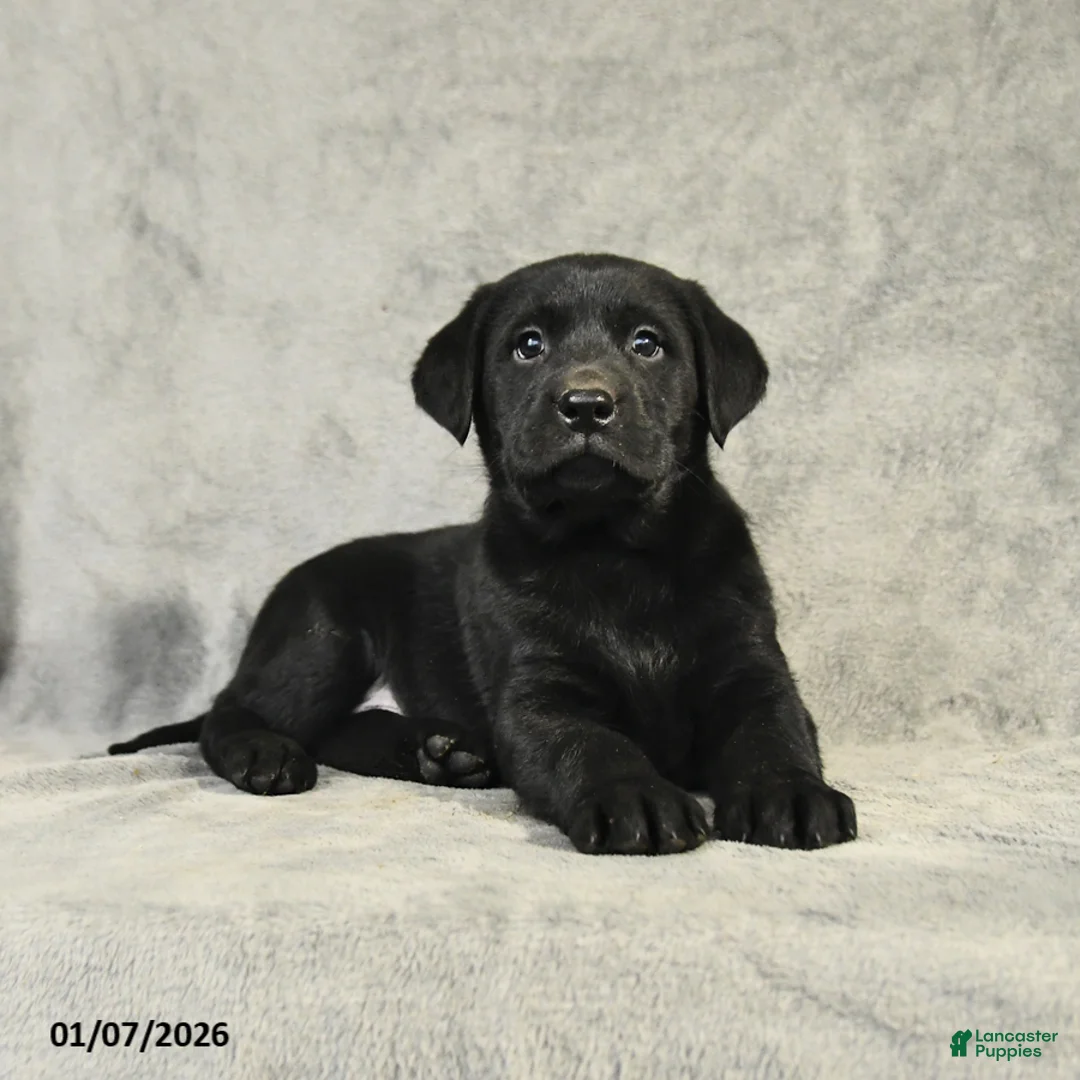 Labrador Retriever dogs for sale: Baxter - Ad 5