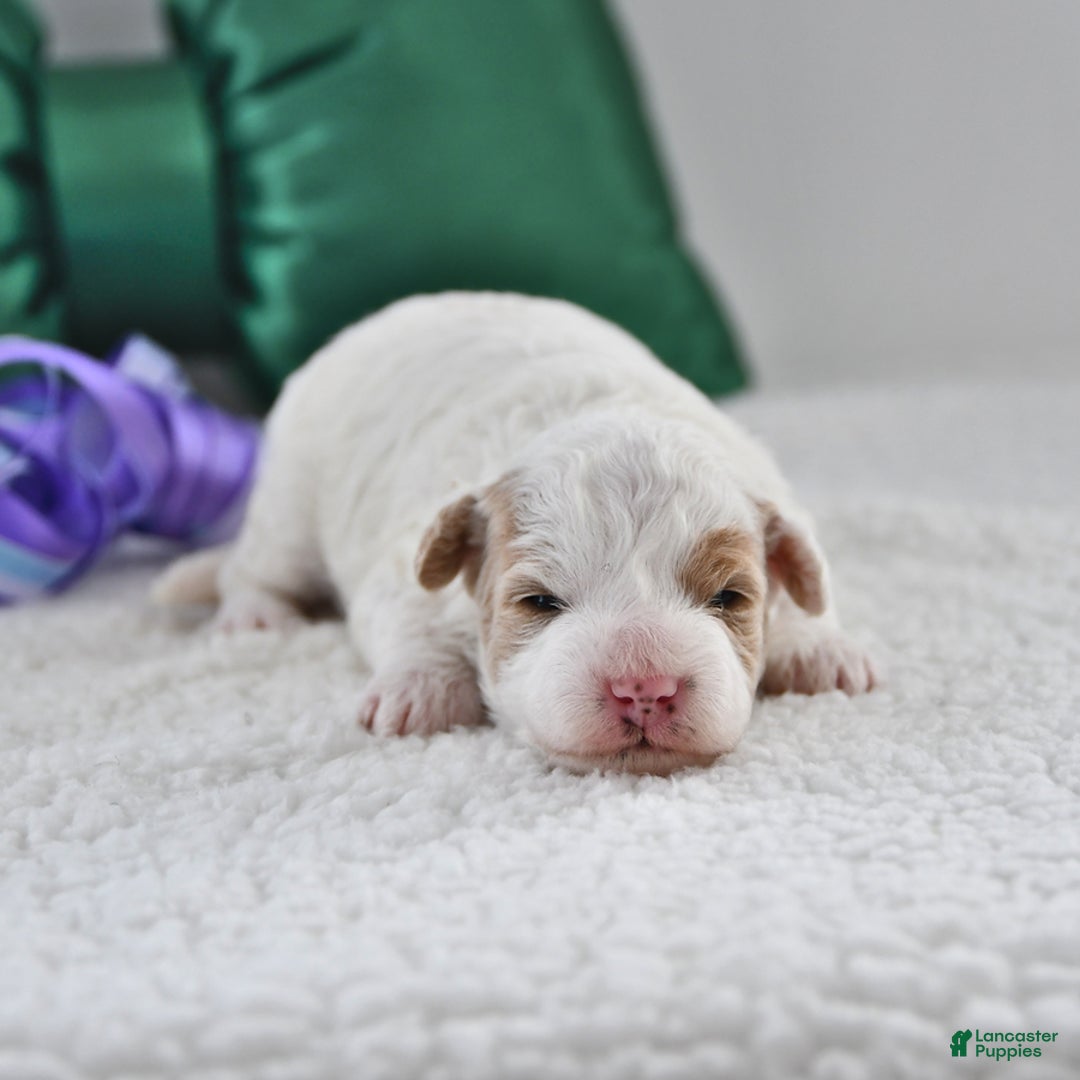 Mini Goldendoodle dogs for sale: Piper - Ad 2