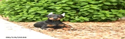 Doberman Pinscher dogs for sale: Diana - Ad 2