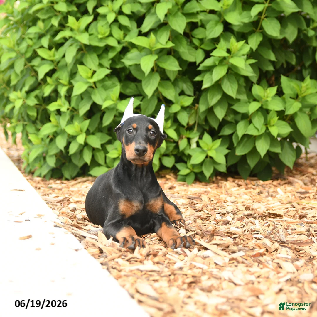 Doberman Pinscher dogs for sale: Diana - Ad 2