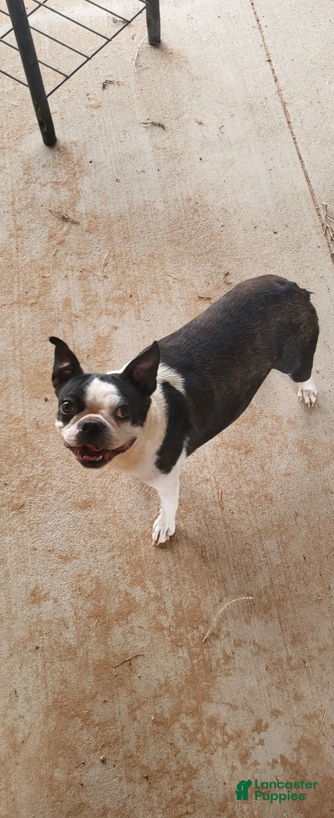 Boston Terrier dogs for sale: Boston Terrier 1 - Ad 3