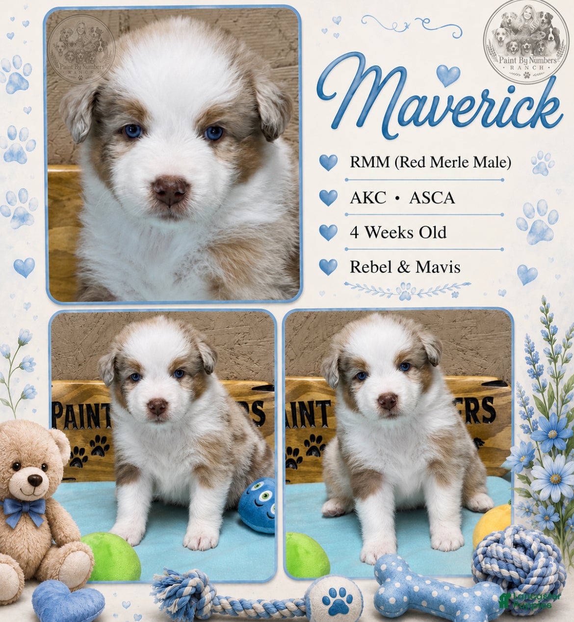 Australian Shepherd dogs Maverick. - Ad 7