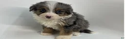 Mini Bernedoodle dogs for sale: Buckeye - Ad 3