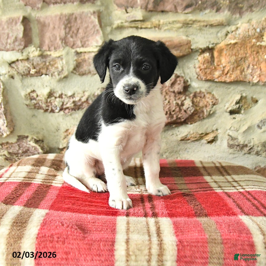 Mixed Breed dogs Tara - Ad 23
