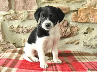 Mixed Breed dogs Tara - Ad 23