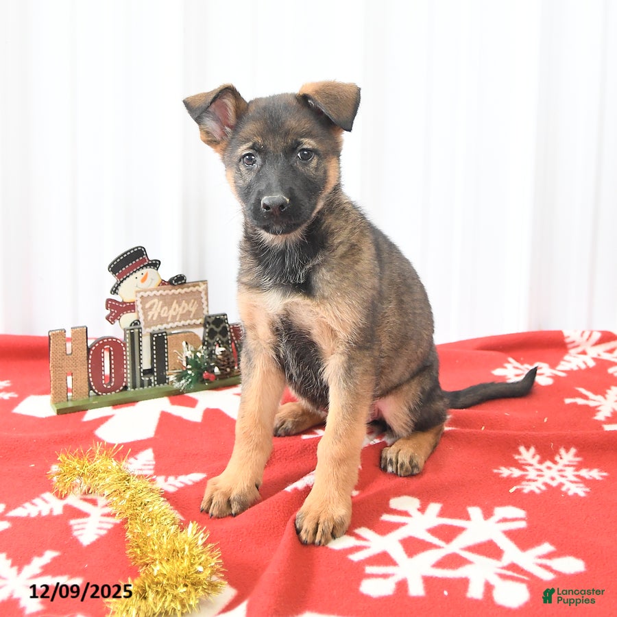 German Shepherd dogs Lila  - Ad 24