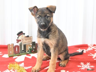 German Shepherd dogs Lila - Ad 26