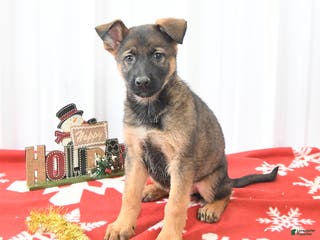 German Shepherd dogs Lila - Ad 28