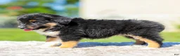 Miniature Australian Shepherd dogs for sale: Honda - Ad 4