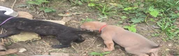 Cane Corso dogs for sale: Cane Corso 1 - Ad 17