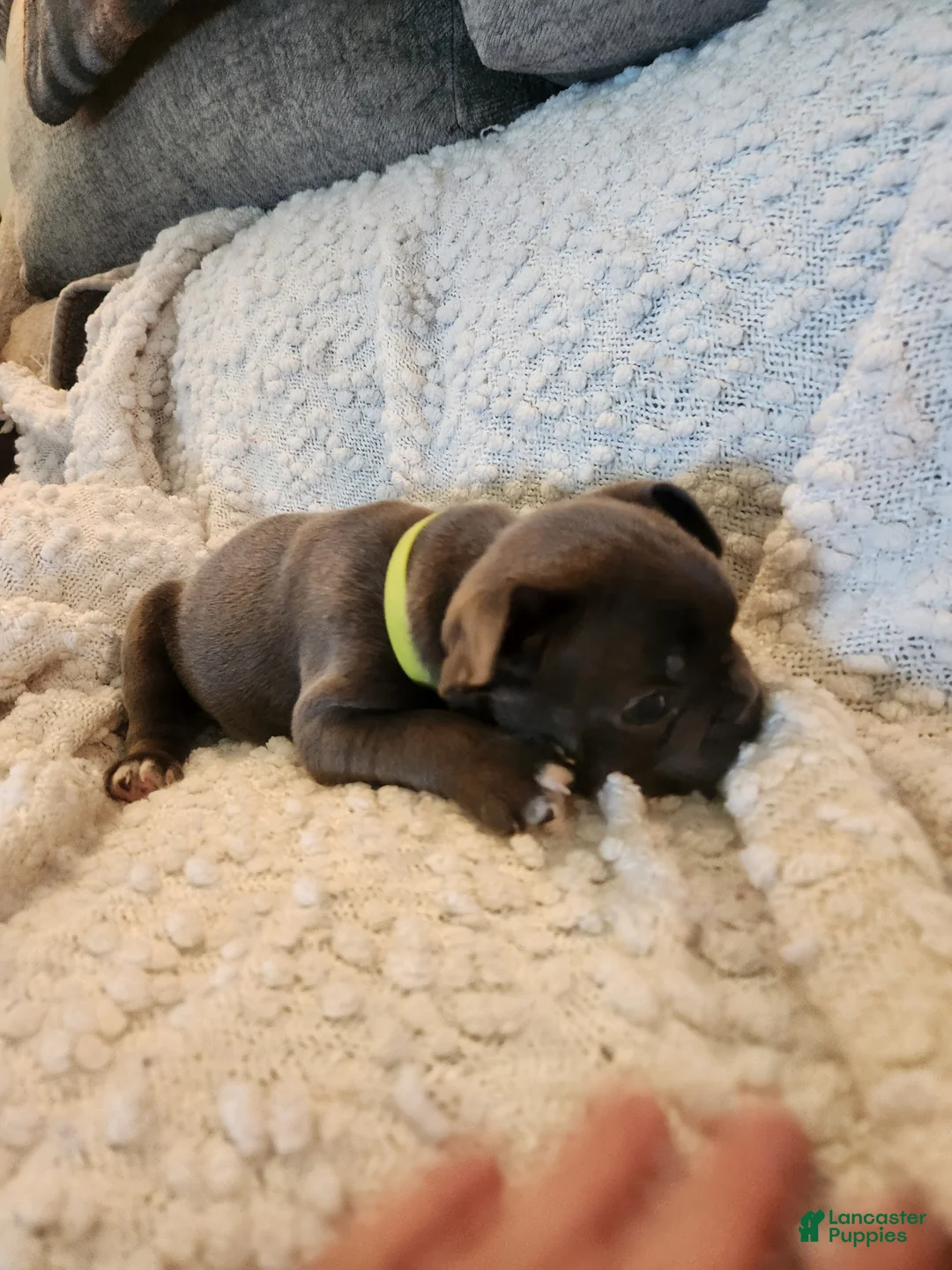 Frenchton dogs for sale: Ted - Ad 2