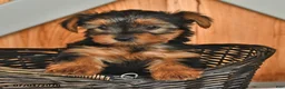 Yorkshire Terrier dogs for sale: Kayla - Ad 3