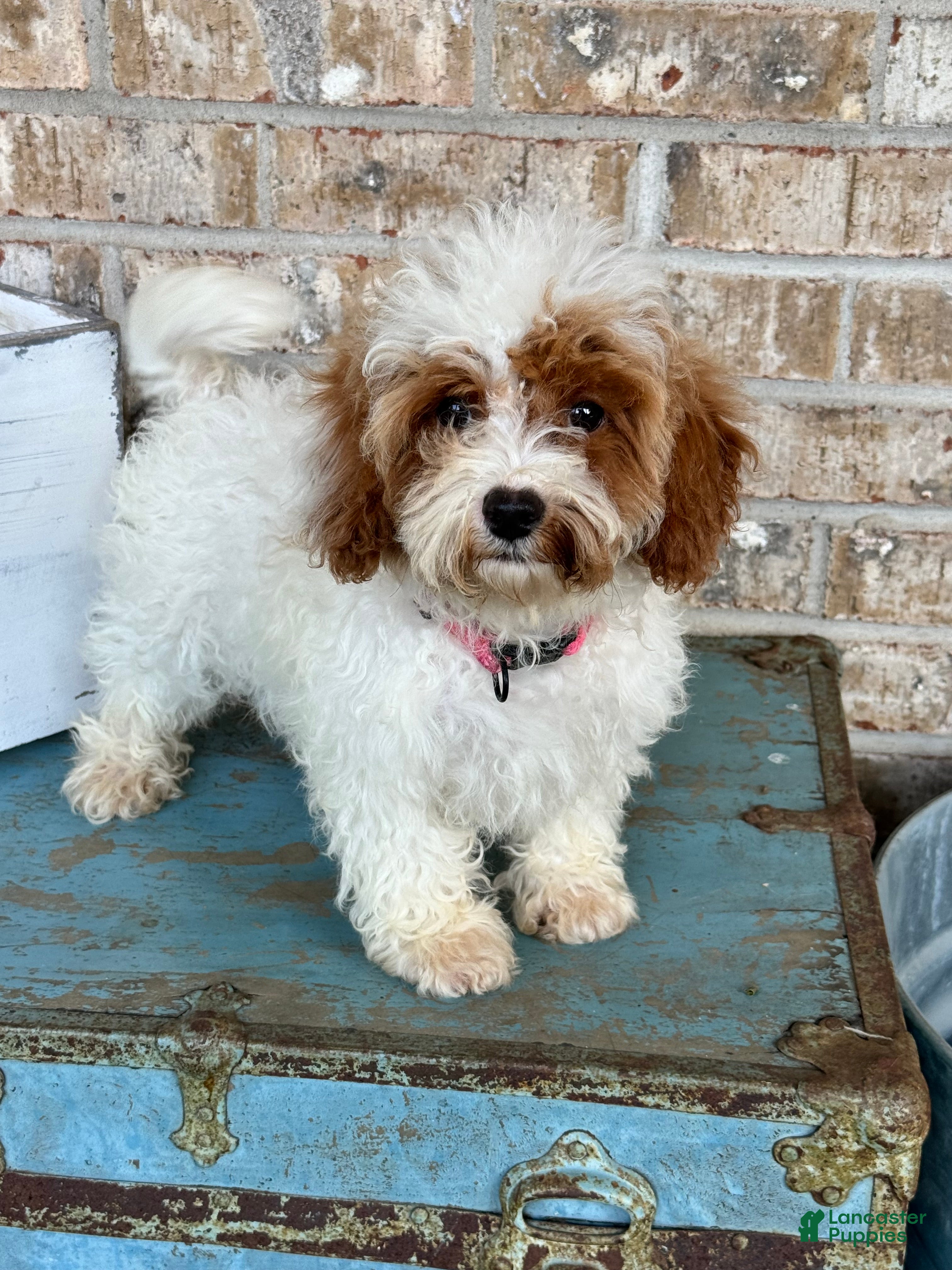 Cavapoo dogs Reese - Ad 7