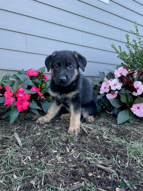 German Shepherd dogs Kasey - Ad 1