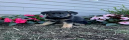German Shepherd dogs for sale: Kasey - Ad 1