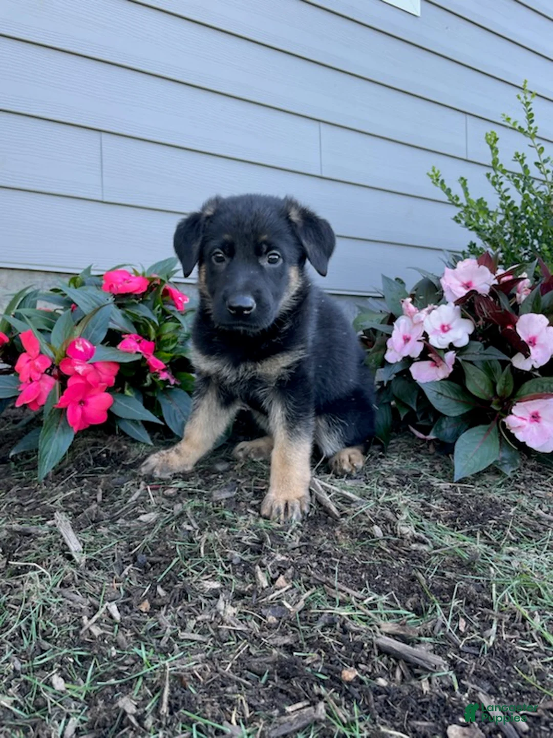 German Shepherd dogs for sale: Kasey - Ad 1