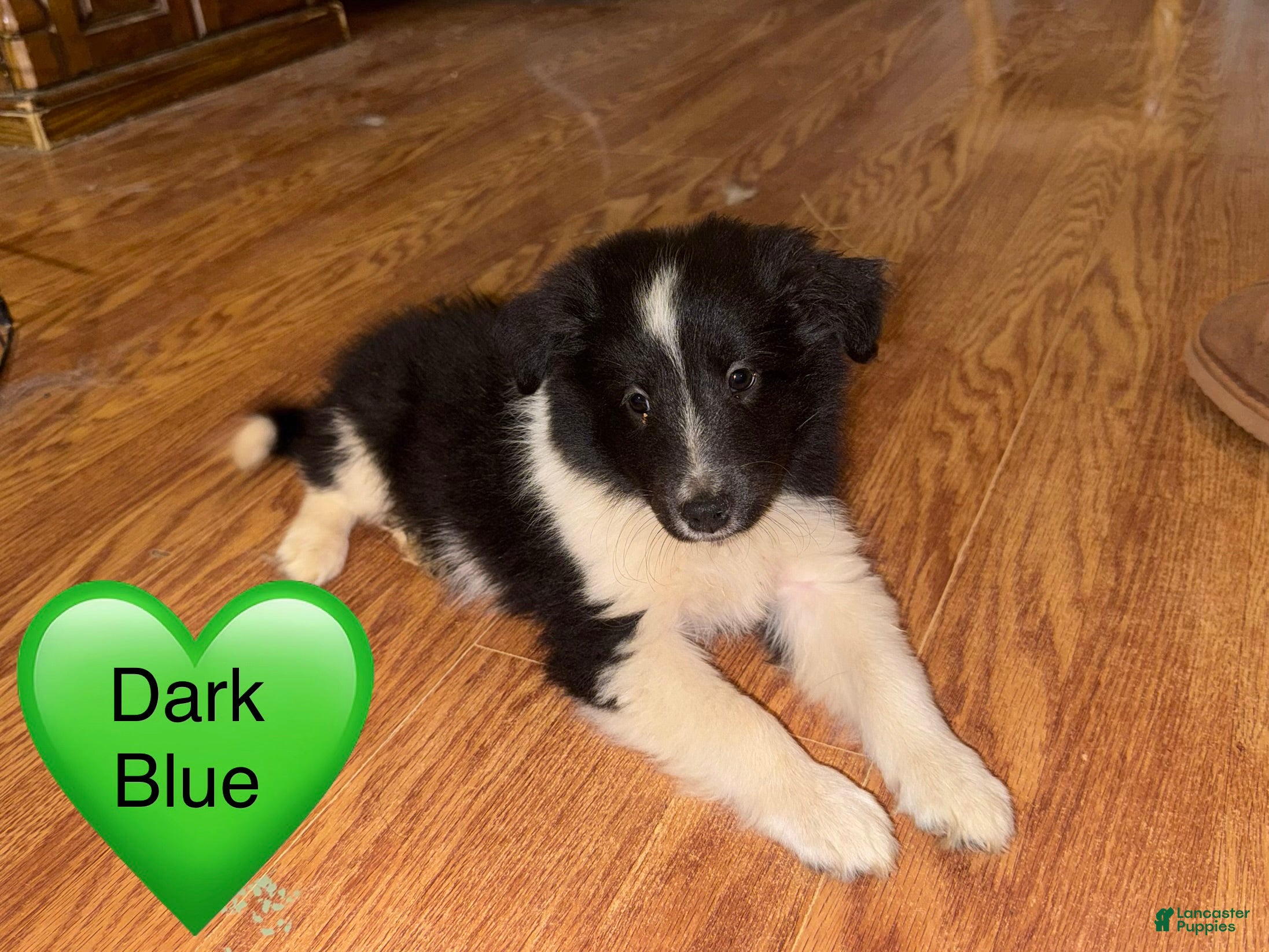 Shetland Sheepdog dogs Shetland Sheepdog Puppy 1 - Ad 37