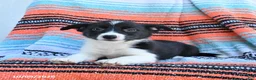 Mixed Breed dogs for sale: Rein - Ad 3
