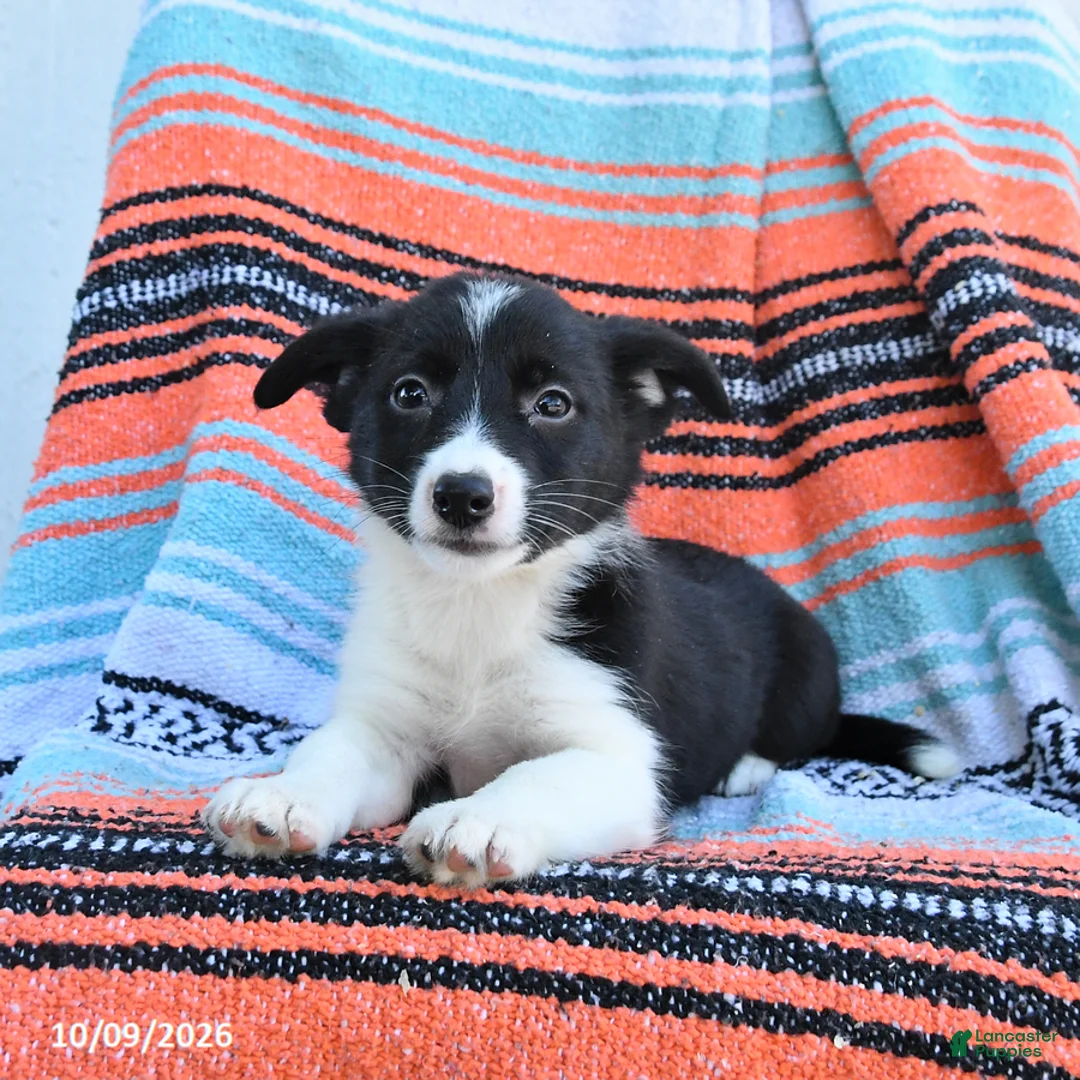 Mixed Breed dogs for sale: Rein - Ad 3