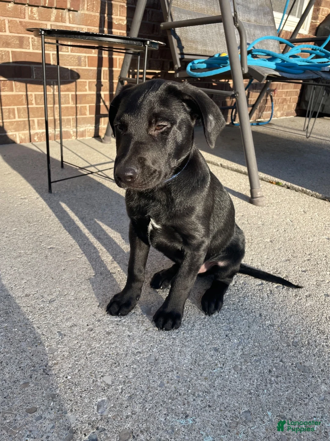 Labrador Retriever dogs for sale: Labrador Retriever 1 - Ad 14