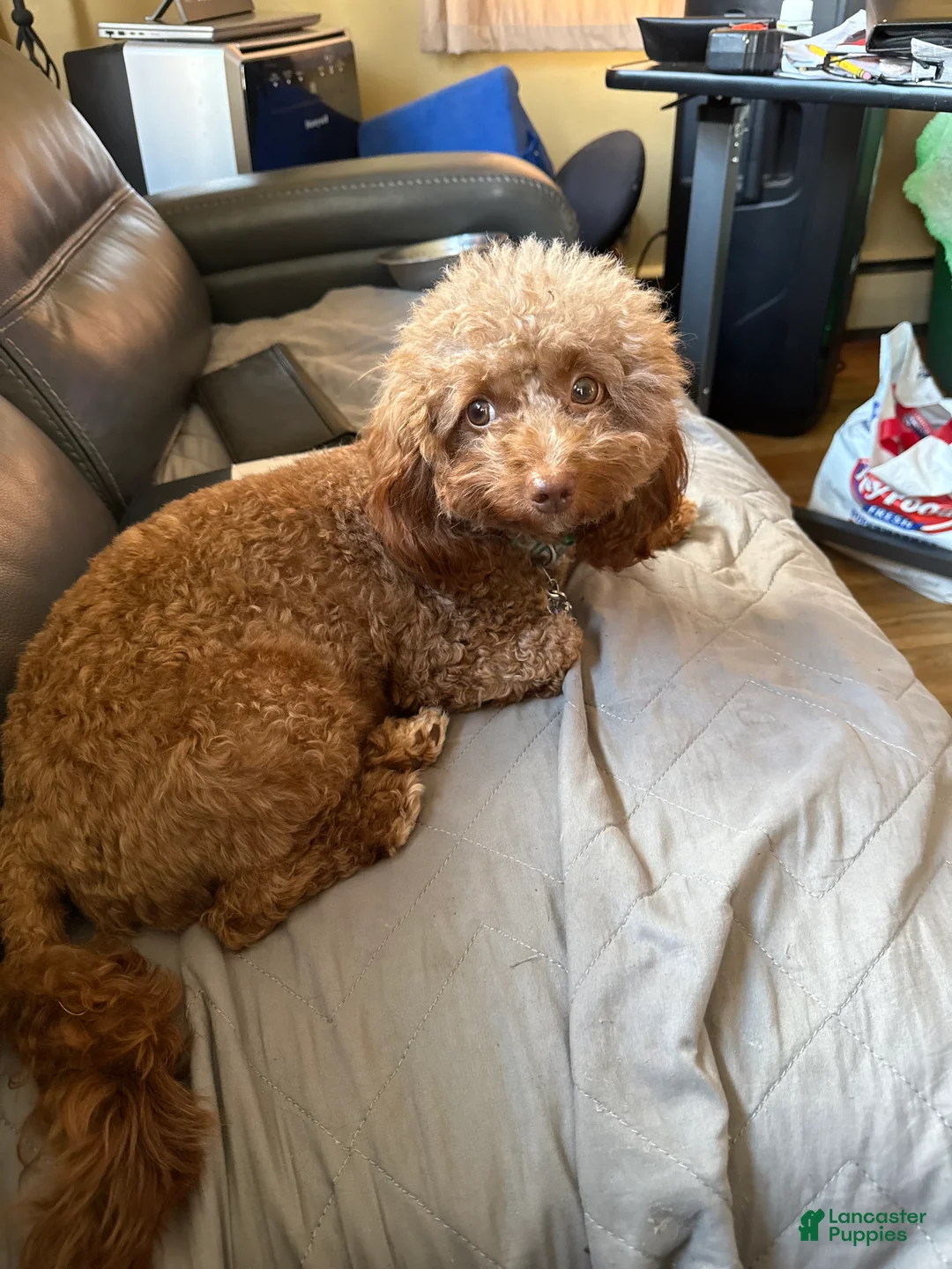 Shihpoo dogs for sale: Shihpoo Puppy 3 - Ad 2