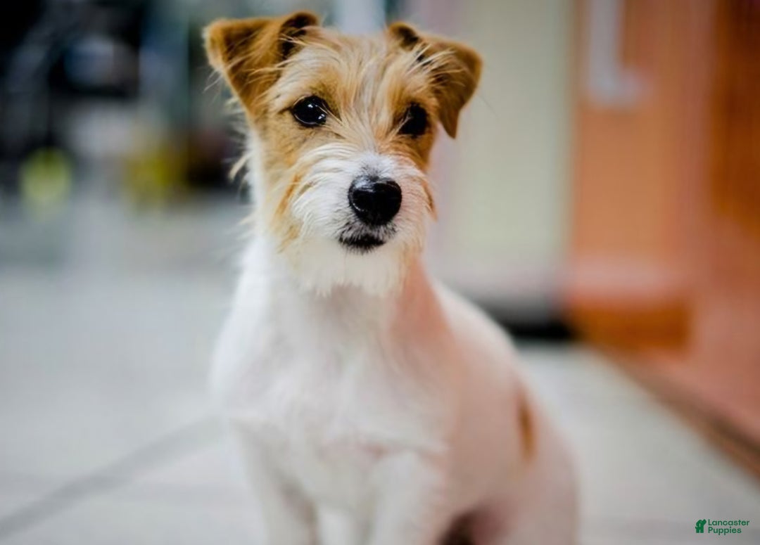 Jackapoo dogs for sale: Silas - Ad 5