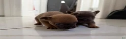 French Bulldog dogs for sale: French Bulldog 1 - Ad 6