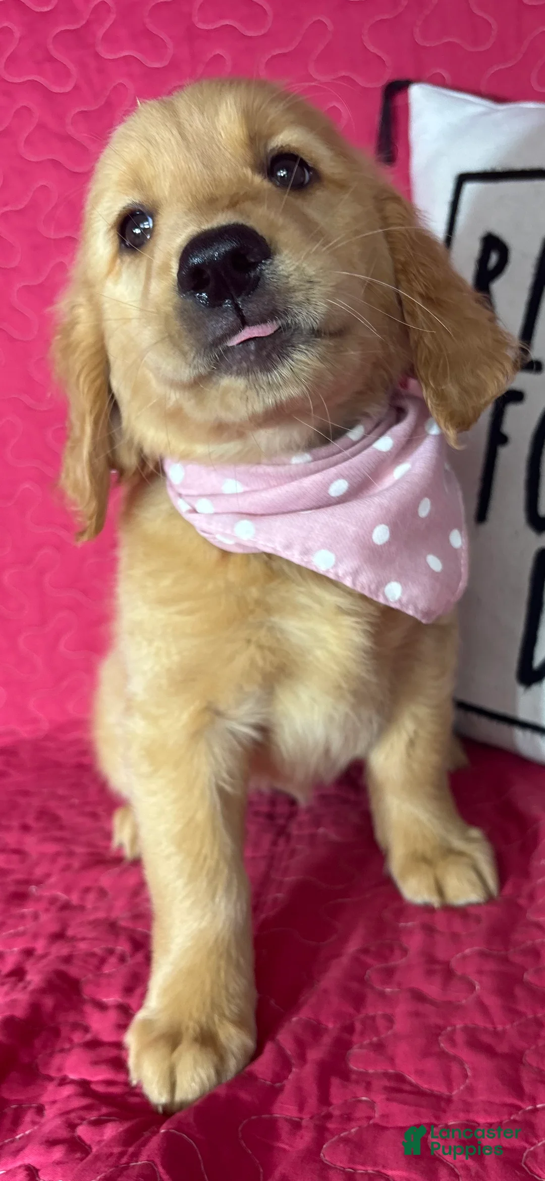 Golden Retriever dogs for sale: Gloria - Ad 2