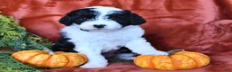 Bernedoodle dogs for sale: Bertha  - Ad 4