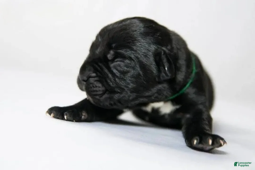 Cane Corso dogs for sale: Titan Bones Osbidan Blade - Ad 1