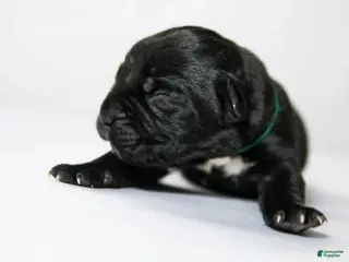 Cane Corso dogs Titan Bones Osbidan Blade - Ad 41