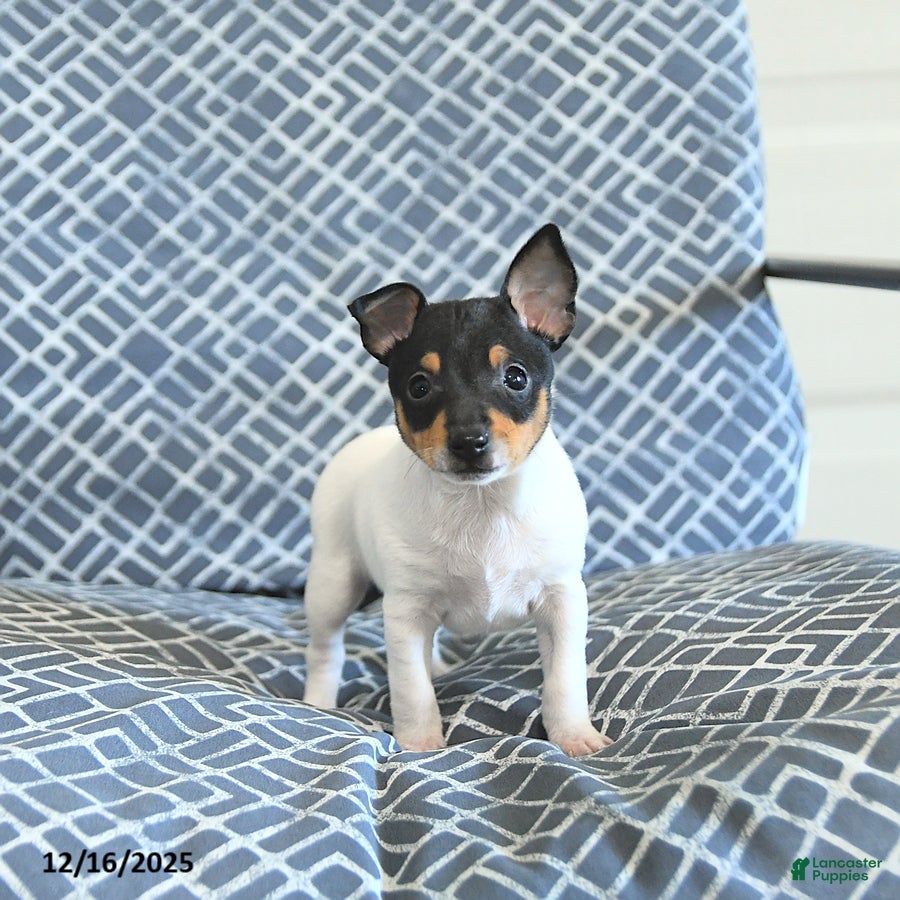 Toy Fox Terrier dogs Blake - Ad 3