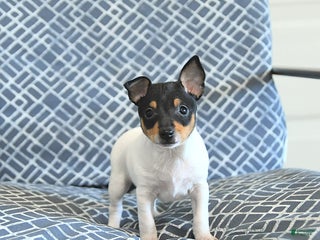 Toy Fox Terrier dogs Blake - Ad 9