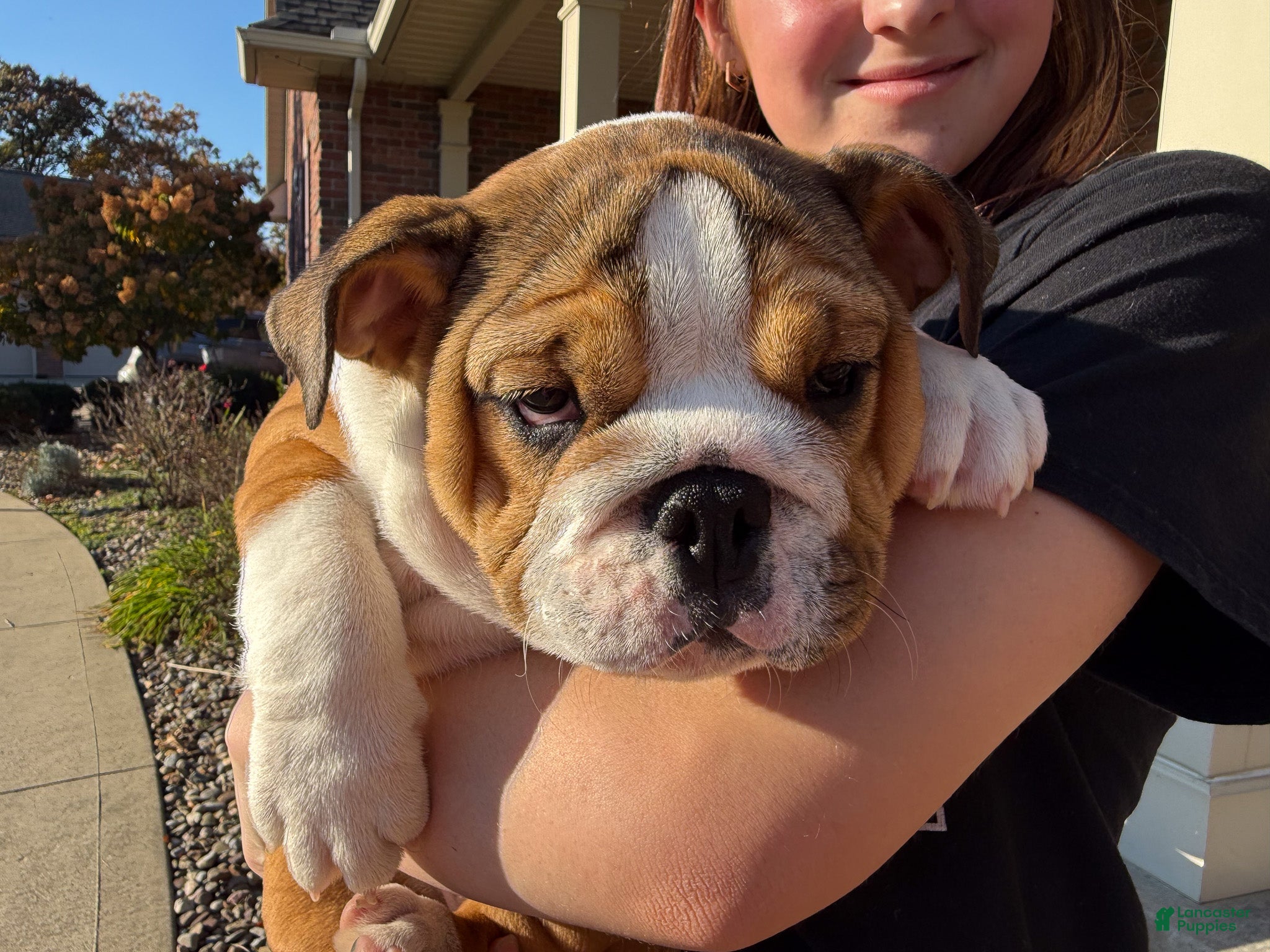 English Bulldog dogs for sale: Cookie - Ad 2