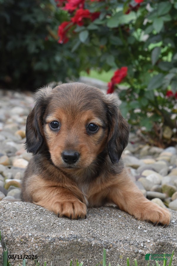 Miniature Dachshund dogs Chase - Ad 2