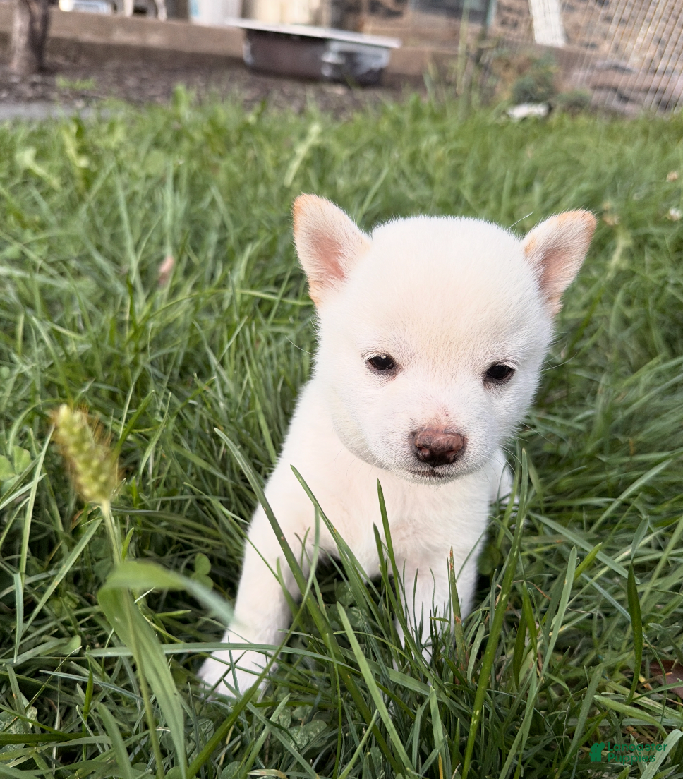 Shiba Inu dogs Miso - Ad 2